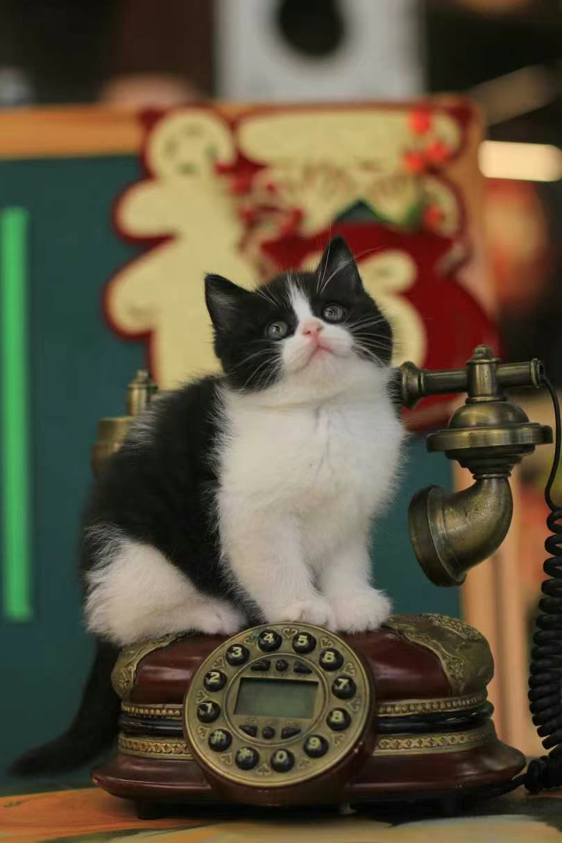 正开脸英短奶牛猫，超乖超可爱，价格还实惠